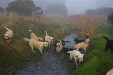 blackboy kennels southern river.